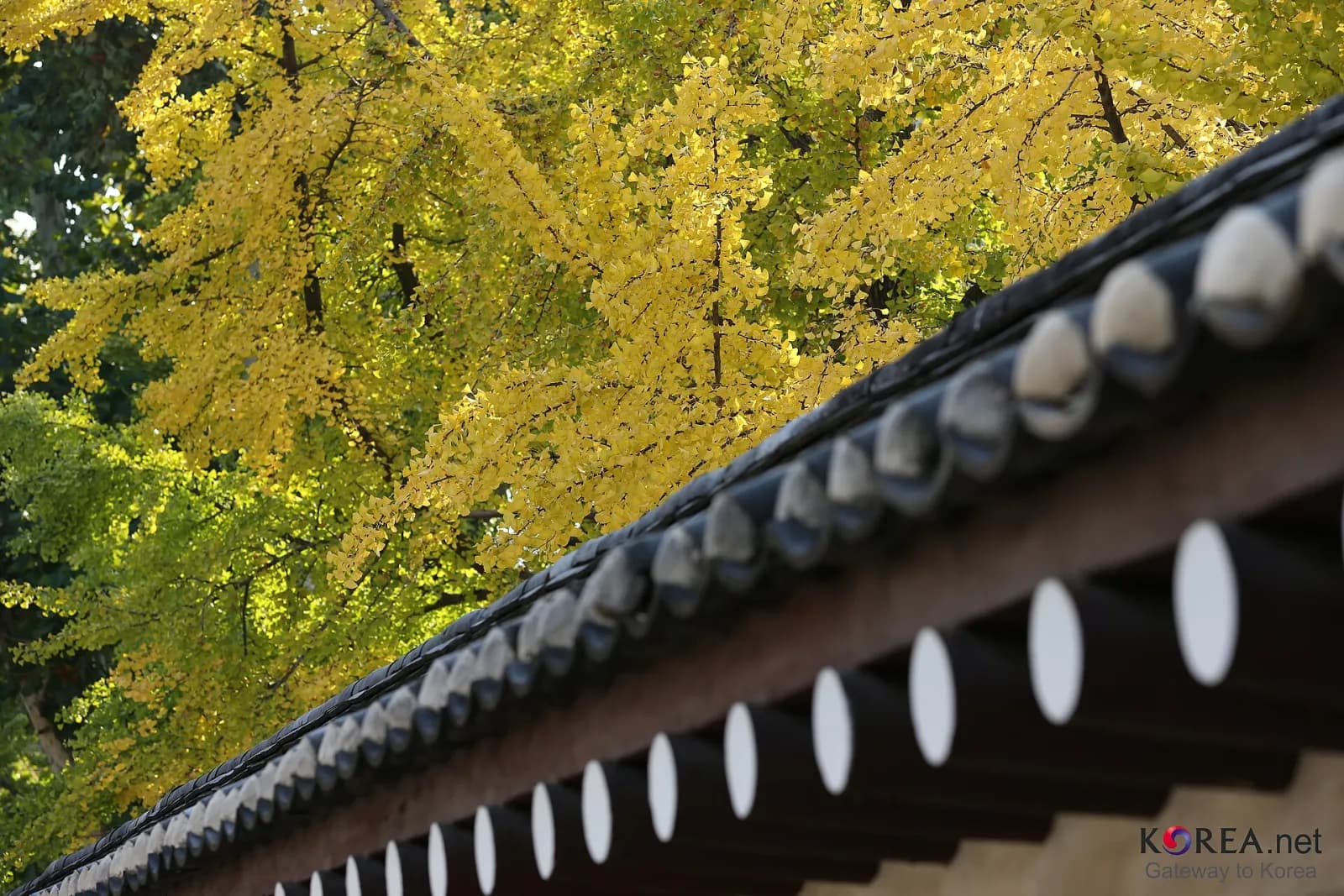 Autumn leaves over a wall at Gyeongbokgung, Seoul, October 2012.